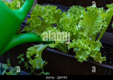 Vom Gärtner selbst gegossen Salat im Garten Stockfoto