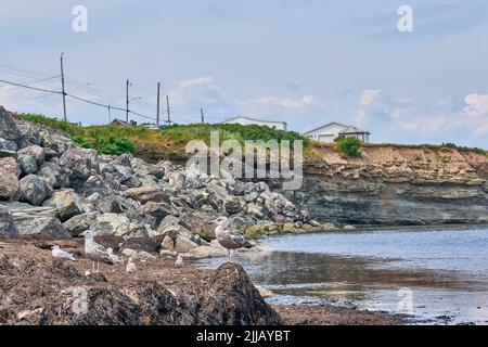 Die Jungtiere der Heringsmöwen, Larus argentatus, suchen am Strand im Fisherman's Park in Glace Bay Nova Scotia nach verfaulten Algen auf der Suche nach Nahrung. Stockfoto