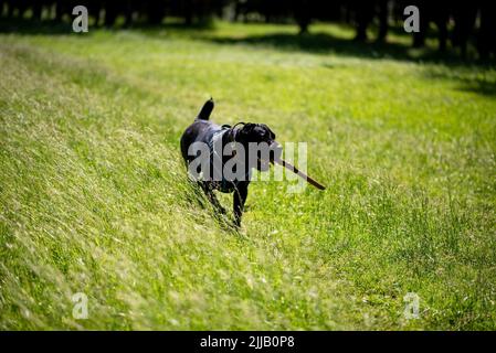 Cane Corso mit einem Stock in den Zähnen läuft durch das Gras. Hochwertige Fotos Stockfoto