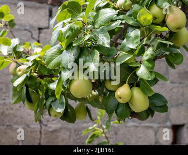 Birnenfrucht auf dem Baum im Garten Stockfoto