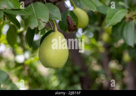 Birnenfrucht auf einem Baumzweig Stockfoto