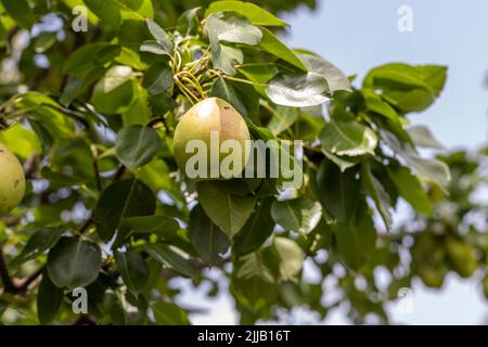 Birnen hängen an einem Obstbaum Stockfoto