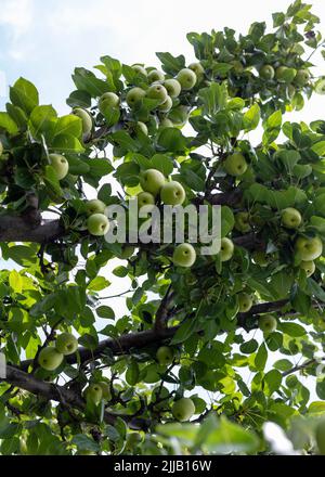 Baum voll mit Birnenfrüchten in einem Obstgarten Stockfoto