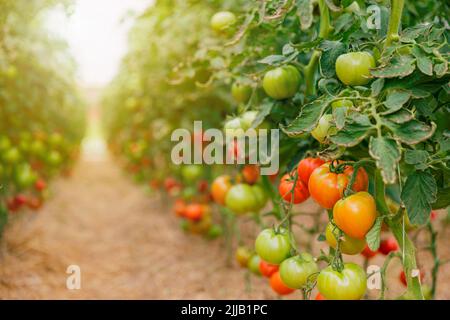 Nahaufnahme der Plantage mit schönen, köstlichen grünen und roten reifen Tomaten, die in einem Polycarbonat-Gewächshaus auf verschwommenem Hintergrund angebaut werden. Tomate hängt an der Weinrebe der Pflanze. Gartenbau. Gemüse Stockfoto