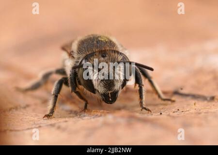 Detaillierte Nahaufnahme einer weiblichen silbernen Biene, Megachile Leachella auf einem getrockneten Blatt Stockfoto