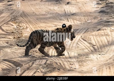 Ein wilder Baby Tiger, zwei Monate alt, überquert den Feldweg im Wald in Indien, Madhya Pradesh Stockfoto