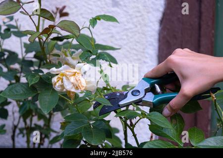 Gärtner schneidet Rosensträucher ab. Rosen nach der Blüte zurückschneiden Stockfoto