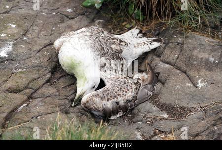 Die Kadaver eines verstorbenen Vogels auf Staple Island, einer der äußeren Gruppe der Farne Islands, vor der Küste von Northumberland, wo die Auswirkungen der Vogelgrippe (Vogelgrippe) Hat verheerende Auswirkungen auf eine der bekanntesten und wichtigsten Seevögelkolonien Großbritanniens mit 3104 Schlachtkörpern, die bisher von Rangern geborgen wurden. Der National Trust, der sich um die Inseln kümmert, hat gewarnt, dass diese Zahl die „Spitze des Eisbergs“ sein könnte, da die auf den Klippen brütenden Vögel, einschließlich Guillemots und Kittiwakes, gefallen sein werden und im Meer verloren gegangen sind. Bilddatum: Mittwoch, 20. Juli 2022. Stockfoto