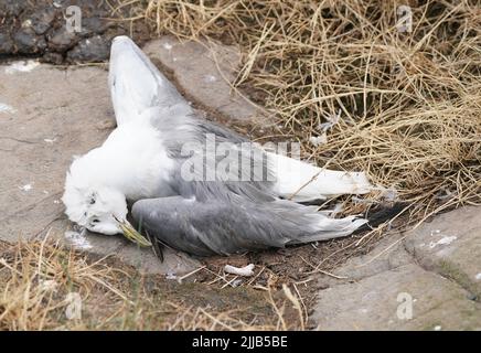 Die Kadaver eines verstorbenen Vogels auf Staple Island, einer der äußeren Gruppe der Farne Islands, vor der Küste von Northumberland, wo die Auswirkungen der Vogelgrippe (Vogelgrippe) Hat verheerende Auswirkungen auf eine der bekanntesten und wichtigsten Seevögelkolonien Großbritanniens mit 3104 Schlachtkörpern, die bisher von Rangern geborgen wurden. Der National Trust, der sich um die Inseln kümmert, hat gewarnt, dass diese Zahl die „Spitze des Eisbergs“ sein könnte, da die auf den Klippen brütenden Vögel, einschließlich Guillemots und Kittiwakes, gefallen sein werden und im Meer verloren gegangen sind. Bilddatum: Mittwoch, 20. Juli 2022. Stockfoto