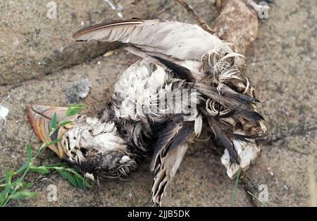 Die Kadaver eines verstorbenen Vogels auf Staple Island, einer der äußeren Gruppe der Farne Islands, vor der Küste von Northumberland, wo die Auswirkungen der Vogelgrippe (Vogelgrippe) Hat verheerende Auswirkungen auf eine der bekanntesten und wichtigsten Seevögelkolonien Großbritanniens mit 3104 Schlachtkörpern, die bisher von Rangern geborgen wurden. Der National Trust, der sich um die Inseln kümmert, hat gewarnt, dass diese Zahl die „Spitze des Eisbergs“ sein könnte, da die auf den Klippen brütenden Vögel, einschließlich Guillemots und Kittiwakes, gefallen sein werden und im Meer verloren gegangen sind. Bilddatum: Mittwoch, 20. Juli 2022. Stockfoto