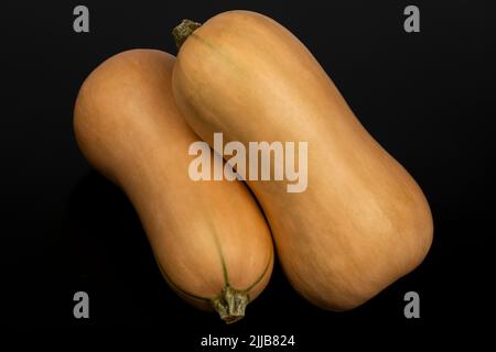 Butternut Squash auf schwarzem Hintergrund Stockfoto