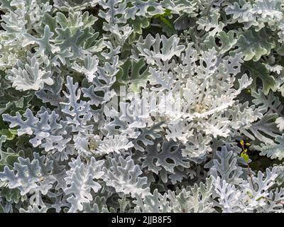 Blätter von jacobaea maritima, allgemein bekannt als silbernes Ragwort natürlichen floralen Makro Hintergrund. Staubiger Müller, Silberragwort, Silberstaub oder Jacobaea m Stockfoto