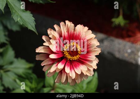 Isolierte natürliche Zinnia Blume auf grünem Hintergrund Stockfoto