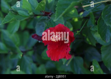 Nahaufnahme einer schönen Hibiscus rosa-sinensis- oder chinesischen Hibiskusblüte Stockfoto