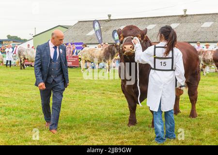 Great Yorkshire Show, Harrogate, Großbritannien, 12 2022. Juli, Beurteilung der Rindershorthorn-Bullen am ersten Tag der Great Yorkshire Show mit Richtercasting Stockfoto