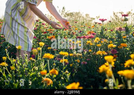 Frau Floristin steht in Blumen im Sommergarten. Zinnia und Ringelblumen Pflanzen Stockfoto