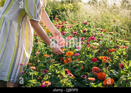 Zinnia Blume im Garten. Frau Floristin steht im Sommer in Blumen Stockfoto
