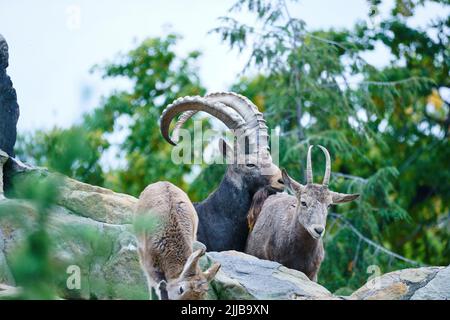 Steinbock Familie auf Felsen in der Natur. Großes Horn bei Säugetieren. Huftiere klettern über die Berge. Tierfoto Stockfoto