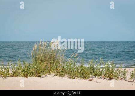 Ostsee. Gras im Wind am Sandstrand Stogi, Danzig, Polen. Selektiver Fokus Stockfoto