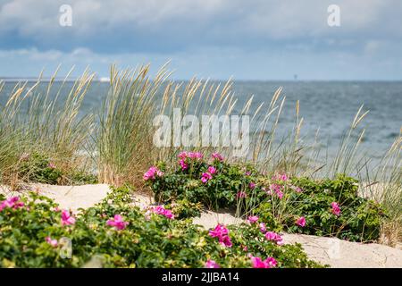 Strand Stogi, Danzig an der Ostsee. Gras im Wind und wilde rosarote Blüten. Selektiver Fokus Stockfoto