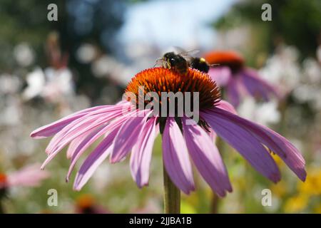 Zwei Bienen sitzen auf einer violetten Blume Stockfoto
