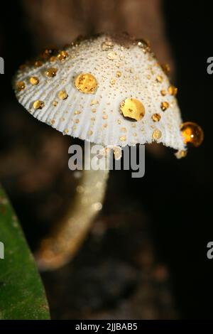 Wild Mushroom, Napo River Basin, Amazonien, Ecuador, Südamerika, Amerika Stockfoto