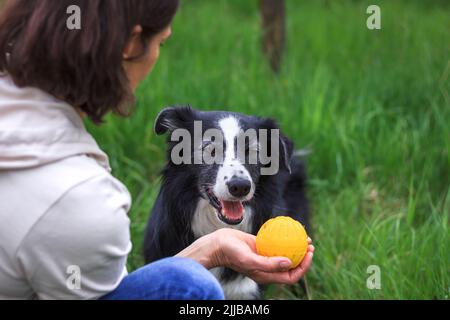 Frau spielt mit Hund im Freien. Die Tiertrainerin bereitet sich darauf vor, den Ball zu ihrem Border Collie im Park zu werfen Stockfoto