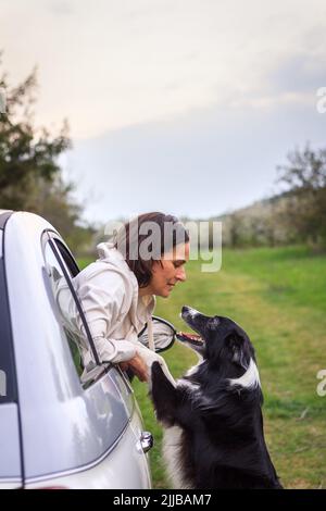 Der Hund begrüßt ihre Besitzerin, die von der Reise nach Hause zurückkehrt. Frau mit Border Collie am Auto Stockfoto