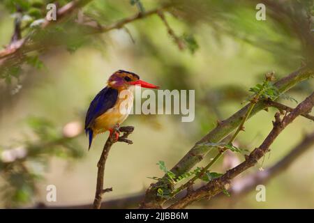 Afrikanischer Pygmäen-Eisvogel Ispidina picta, Erwachsene, im Schatten in Büschen, Ziway-See, Äthiopien im März. Stockfoto