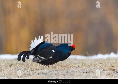 Birkhuhn Tetrao tetrix, männlichen Erwachsenen, bei lek Website, Kuusamo, Finnland, April Stockfoto