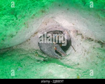 Signalkrebse (Pacifastacus leniusculus) in einem Loch. Invasive Arten in Schweizer Seen. Das Foto wurde während des Tauchens im See von Neu aufgenommen Stockfoto