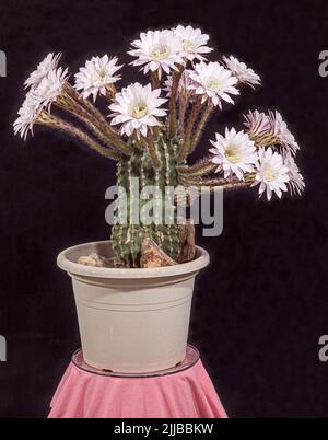 Echinopsis eryiesii easter Lily Cactus mit neunzehn weißen und rosa Blüten ist ein lebendiger Strauß auf schwarzem Hintergrund Stockfoto