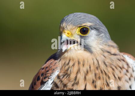 Falco tinnunculus (Gefangener), männliches Nahaufnahme-Kopfprofil, Hawk Conservancy Trust, Hampshire, Großbritannien, Oktober Stockfoto