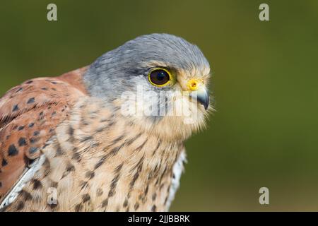 Falco tinnunculus (Gefangener), männliches Nahaufnahme-Kopfprofil, Hawk Conservancy Trust, Hampshire, Großbritannien, Oktober Stockfoto