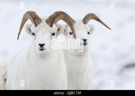 Dall Sheep Ovis dalli, Porträt im Winter am Atigun Pass, Dalton Highway, Alaska im Oktober. Stockfoto