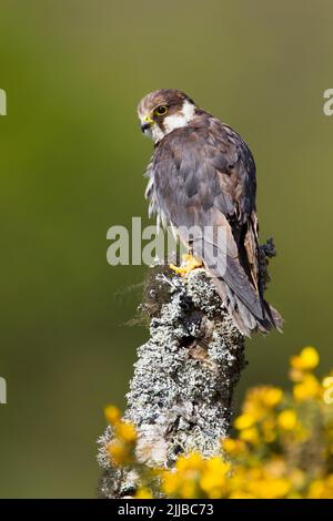Eurasian Hobby Falco subbuteo (Captive), Jungtier auf der Post, Welshpool, Powys, Wales, Großbritannien, April Stockfoto