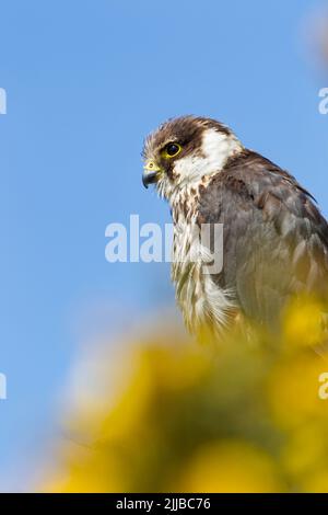 Eurasian Hobby Falco subbuteo (Captive), Jungtiere unter Ginster, Welshpool, Powys, Wales, Großbritannien, April Stockfoto