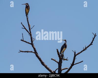 Zwei dreifarbige Reiher (Egretta tricolor) auf Ästen gegen den wolkenlosen Himmel Stockfoto