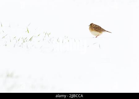 Eurasische Feldlerche Alauda arvensis, die im Januar auf schneebedecktem Boden in Berwick Bassett, Großbritannien, fortschaffene. Stockfoto