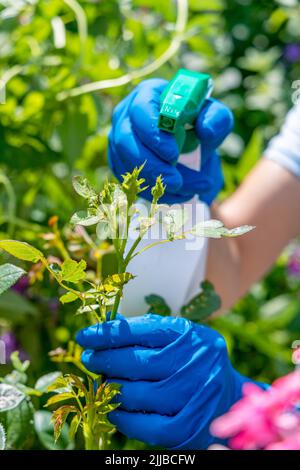Der Gärtner behandelt Rosen im Garten mit einem Gartensprüher von