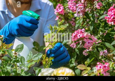 Der Gärtner behandelt Rosen im Garten mit einem Gartensprüher von