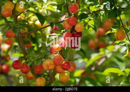 Reifende Mirabelle-Pflaumen auf einem Baum in Nahaufnahme Stockfoto