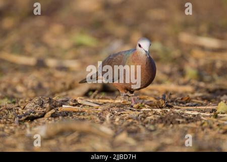 Zitronentaube Aplopelia larvata, Erwachsene, die im Februar auf dem Boden unter Blattreinwurf, Wondo Genet, Äthiopien, forsten. Stockfoto