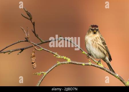 Kleinrothaarige Carduelis flammea Cabaret, Erwachsene weibliche, die auf einem Zweig thront, Danbury, Essex, Großbritannien, Februar Stockfoto
