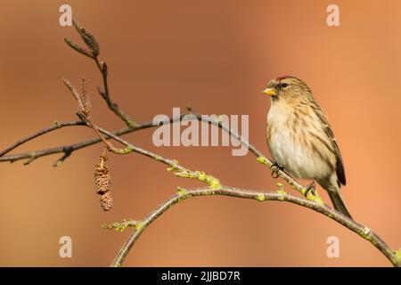 Kleinrothaarige Carduelis flammea Cabaret, Erwachsene weibliche, die auf einem Zweig thront, Danbury, Essex, Großbritannien, Februar Stockfoto