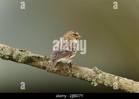 Kleinrothaarige Carduelis flammea Cabaret, Erwachsene weibliche, die auf einem Zweig thront, Danbury, Essex, Großbritannien, Februar Stockfoto