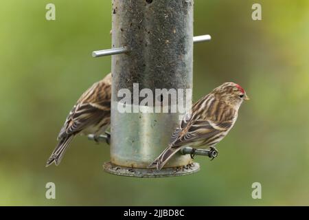 Kleinrotfellige Kabarett Carduelis flammea auf Nyjer-Futterhäuschen, Danbury, Essex, Großbritannien, Februar Stockfoto