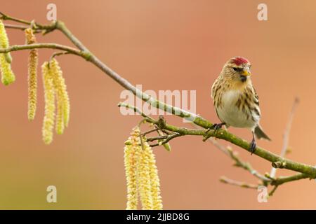 Kleinrothaarige Carduelis flammea Cabaret, Erwachsene weibliche, die auf einem Zweig thront, Danbury, Essex, Großbritannien, Februar Stockfoto