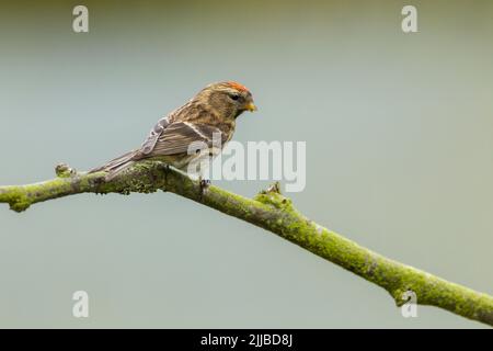 Kleinrothaarige Carduelis flammea Cabaret, Erwachsene weibliche, die auf einem Zweig thront, Danbury, Essex, Großbritannien, Februar Stockfoto