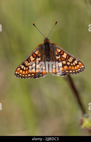 Marsh Fritillary Efydryas aurinia, Männchen sonnen sich auf der Wiese, Hazelbury Common, Wiltshire, Großbritannien, Mai Stockfoto